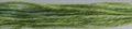 Gloriana 12 ply Stranded Silk 6 yard skeins - #200 Leaf Green
